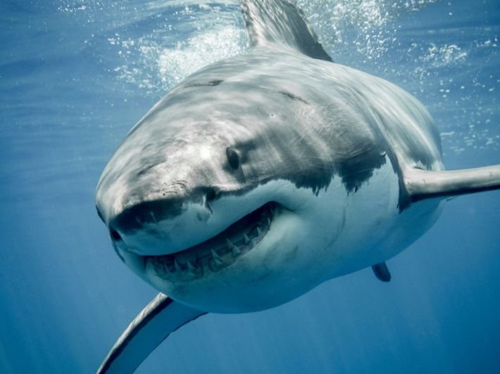 أسماك القرش “تسرح وتمرح” في المياه اللبنانية… هل من داعٍ للخوف؟