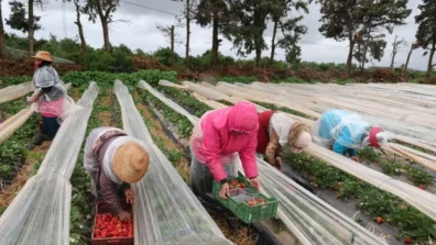 خبز العالم في «مرمى النيران»… أزمة الأسمدة تخنق مزارع الكوكب