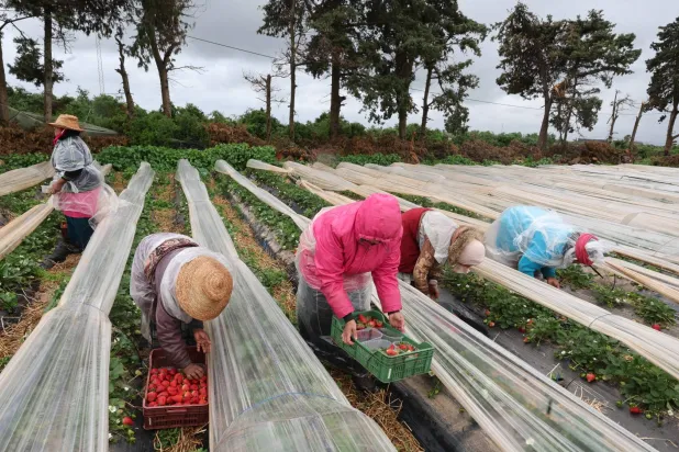 خبز العالم في «مرمى النيران»… أزمة الأسمدة تخنق مزارع الكوكب