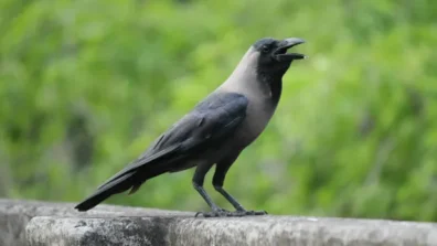 جهاز سويدي ذكي يدرّب الغربان على جمع القمامة