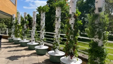 نظام نباتي لعلاج «المباني المريضة»