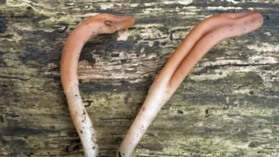 فطر نادر يُشبه اللسان يظهر للمرة الأولى في بريطانيا