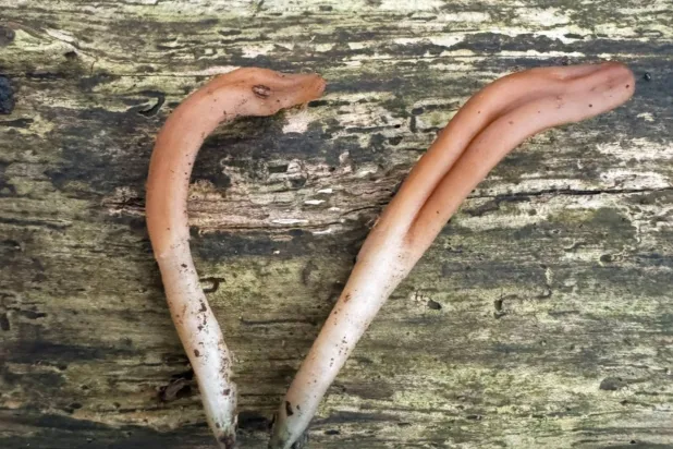 فطر نادر يُشبه اللسان يظهر للمرة الأولى في بريطانيا