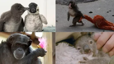 ليست أسطورة «بانش» أوَّلها… قصص حب بين صغار الحيوانات والدُمى