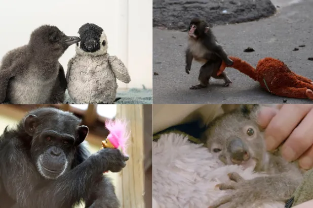 ليست أسطورة «بانش» أوَّلها… قصص حب بين صغار الحيوانات والدُمى