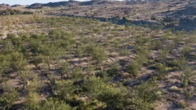 «الفاو» تشيد بإعلان السعودية إعادة تأهيل مليون هكتار من الأراضي