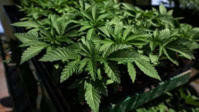 القنب تحت المجهر: دراسة تربط الاستخدام اليومي بتغيّراتٍ في بنية الدماغ