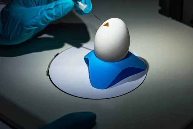 كيف تحوّل بيضةَ دجاجة مصنعاً للأدوية؟