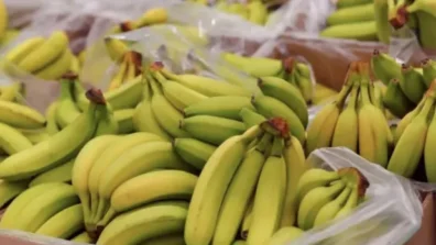 38 ألف موزة بالخطأ… متجر في «أوركني» يُوزّع الفائض مجاناً