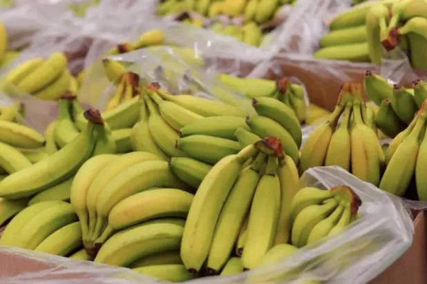 38 ألف موزة بالخطأ… متجر في «أوركني» يُوزّع الفائض مجاناً