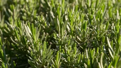 استبدال الأعشاب بالملح… تأثير سريع على ضغط الدم