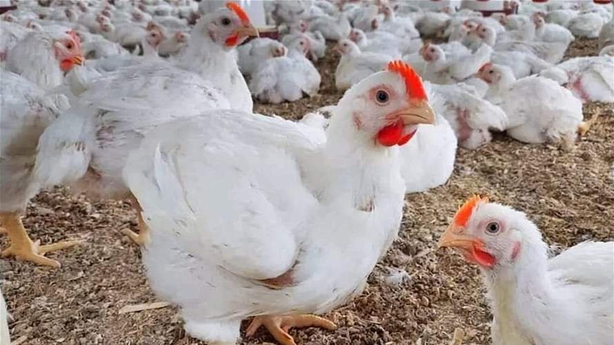 نقابة الدواجن تطمئن: الدجاج متوافر بكميات كافية والأسعار لا تزال مستقرة
