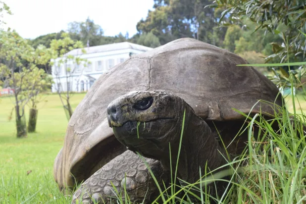 أكبر سلحفاة في العالم تنجو من «وفاة رقمية»