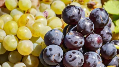 لتعزيز طول العمر والحماية من الأمراض بعد الستين… 9 أطعمة ذهبية