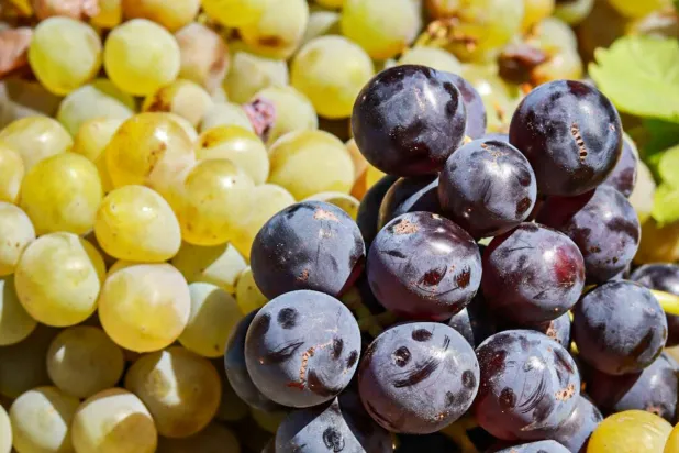 لتعزيز طول العمر والحماية من الأمراض بعد الستين… 9 أطعمة ذهبية