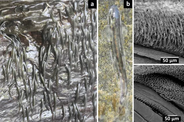 سمكة أفريقية صغيرة تتسلَّق شلالاً بارتفاع 15 متراً