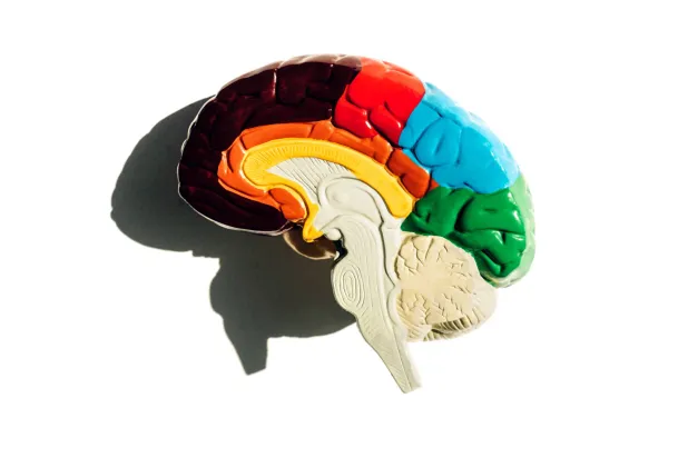 التقاط «السيمفونية الجينية» للدماغ البشري