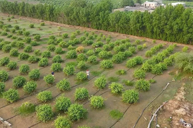 صندوق التنمية الزراعية السعودي يضخ 1.7 مليار دولار لتعزيز الأمن الغذائي