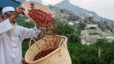 خطوة نحو العالمية… «السعودية للقهوة» تتسلم قيادة «مركز جازان للبُن»