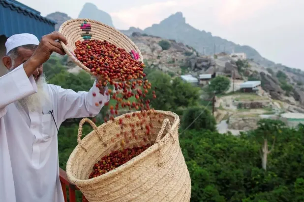 خطوة نحو العالمية… «السعودية للقهوة» تتسلم قيادة «مركز جازان للبُن»