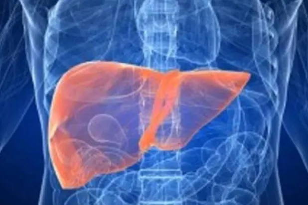 1.8 مليار شخص مهددون بالإصابة بأمراض الكبد الأيضية بحلول 2050