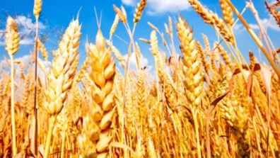 أزمات سلاسل الإمداد تضاعف احتياجات الحكومة المصرية من القمح المحلي