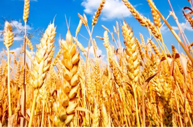 أزمات سلاسل الإمداد تضاعف احتياجات الحكومة المصرية من القمح المحلي