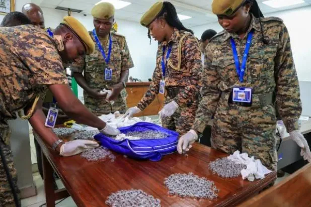 سجن رجل صيني حاول تهريب 2200 نملة من كينيا