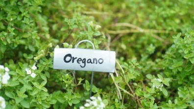 هل يساعد الأوريغانو في خفض ضغط الدم؟