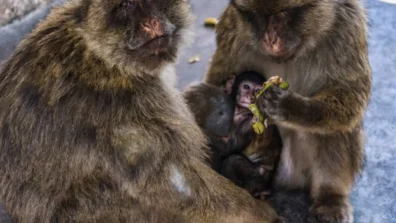 دراسة: القرود تأكل التربة لتهدئة اضطرابات المعدة الناتجة عن تناول الوجبات السريعة