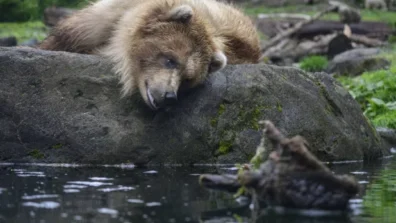 مقتل امرأة هاجمها دبّ في بولندا