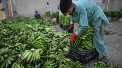 ماذا يفعل تناول الموز يومياً بصحة أمعائك؟