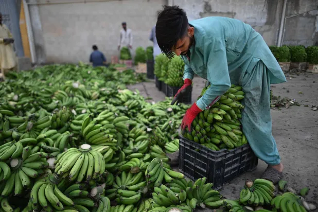 ماذا يفعل تناول الموز يومياً بصحة أمعائك؟