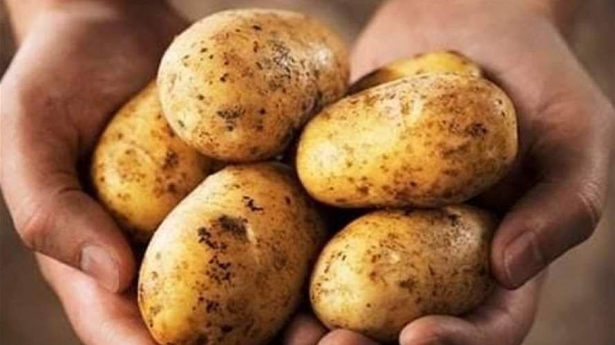 نقابة مستوردي الخضار: لإعادة العمل بمعبر المصنع وإجازات استيراد البطاطا المِصرية عشوائية واستنسابية