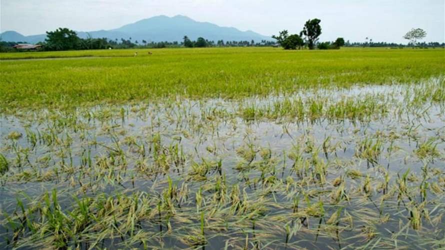 الأمطار الغزيرة تهدد محصول الأرز في بنغلادش