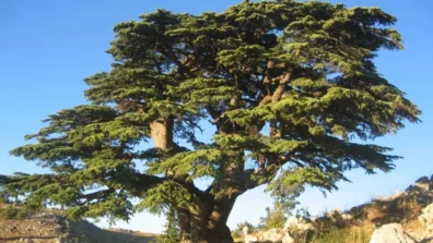 أرز لبنان الذي تغنى به الشعراء وباعه التجار