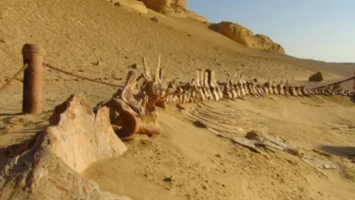 مصر: وادي الحيتان يحافظ على موقعه البيولوجي ضمن الأهم عالمياً