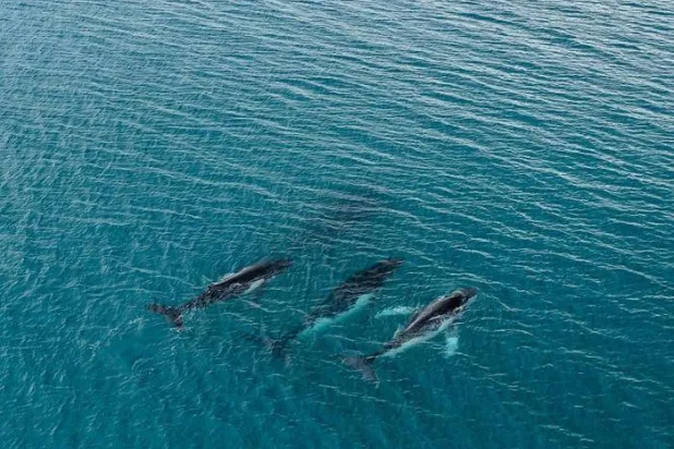 الحوت الأحدب يسجل رقماً قياسياً جديداً لأطول رحلة