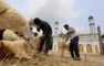 غلاء الأضاحي هاجس يؤرق الطبقة الوسطى في ليبيا