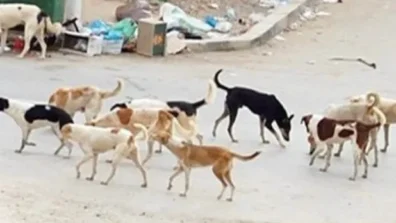 قناة مصرية تحذف حلقة عن الكلاب الشاردة بعد إثارتها الجدل