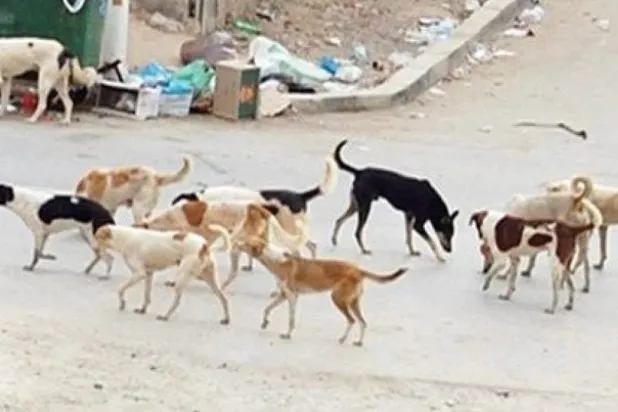 قناة مصرية تحذف حلقة عن الكلاب الشاردة بعد إثارتها الجدل