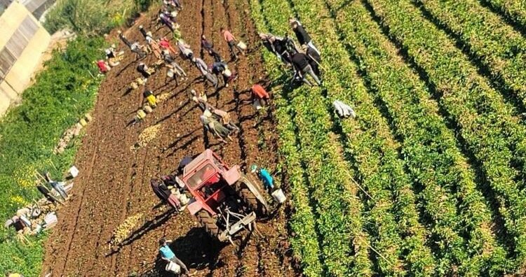 تعطّل الإنتاج وأضرار مباشرة ومواسم ضائعة: 530 مليون دولار خسائر الزراعة